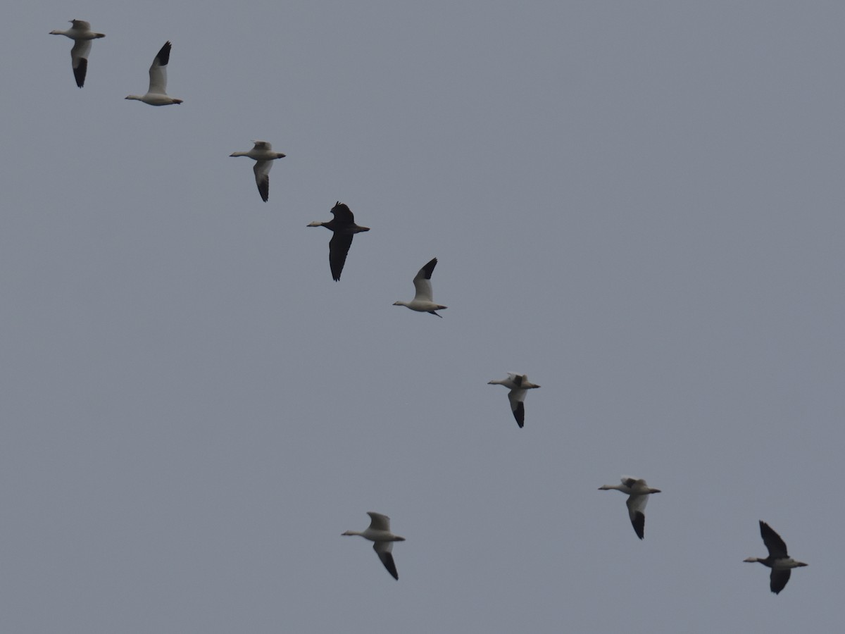 Snow Goose - ML645681439