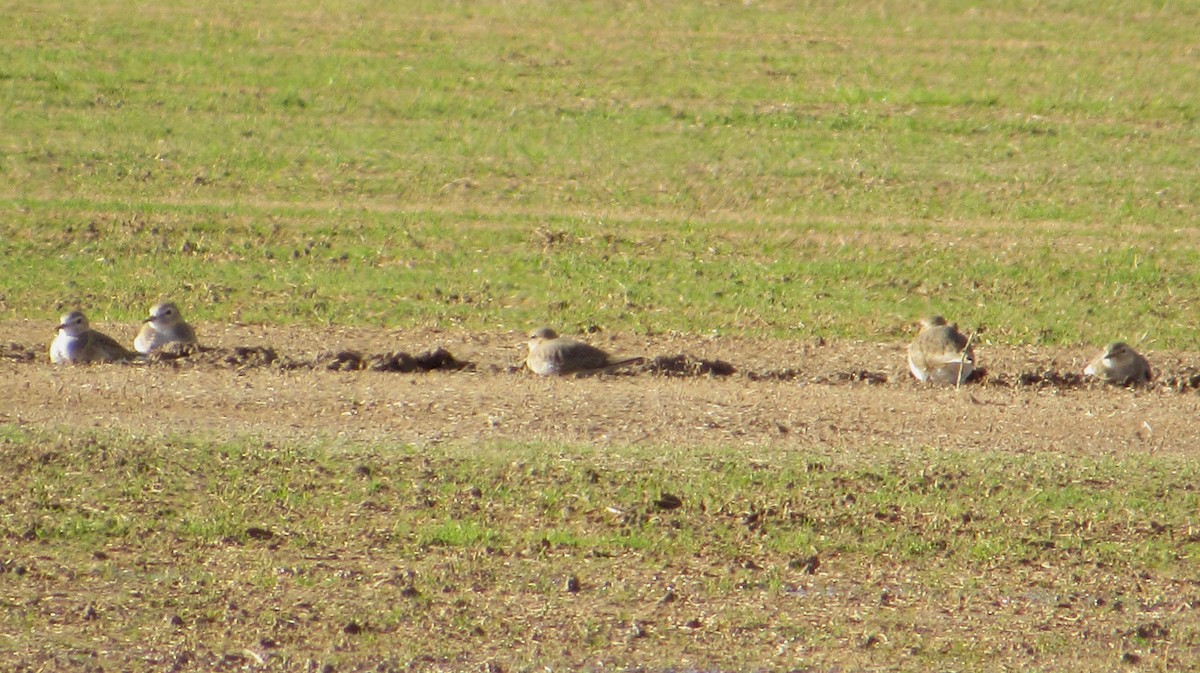 Mountain Plover - ML645681444