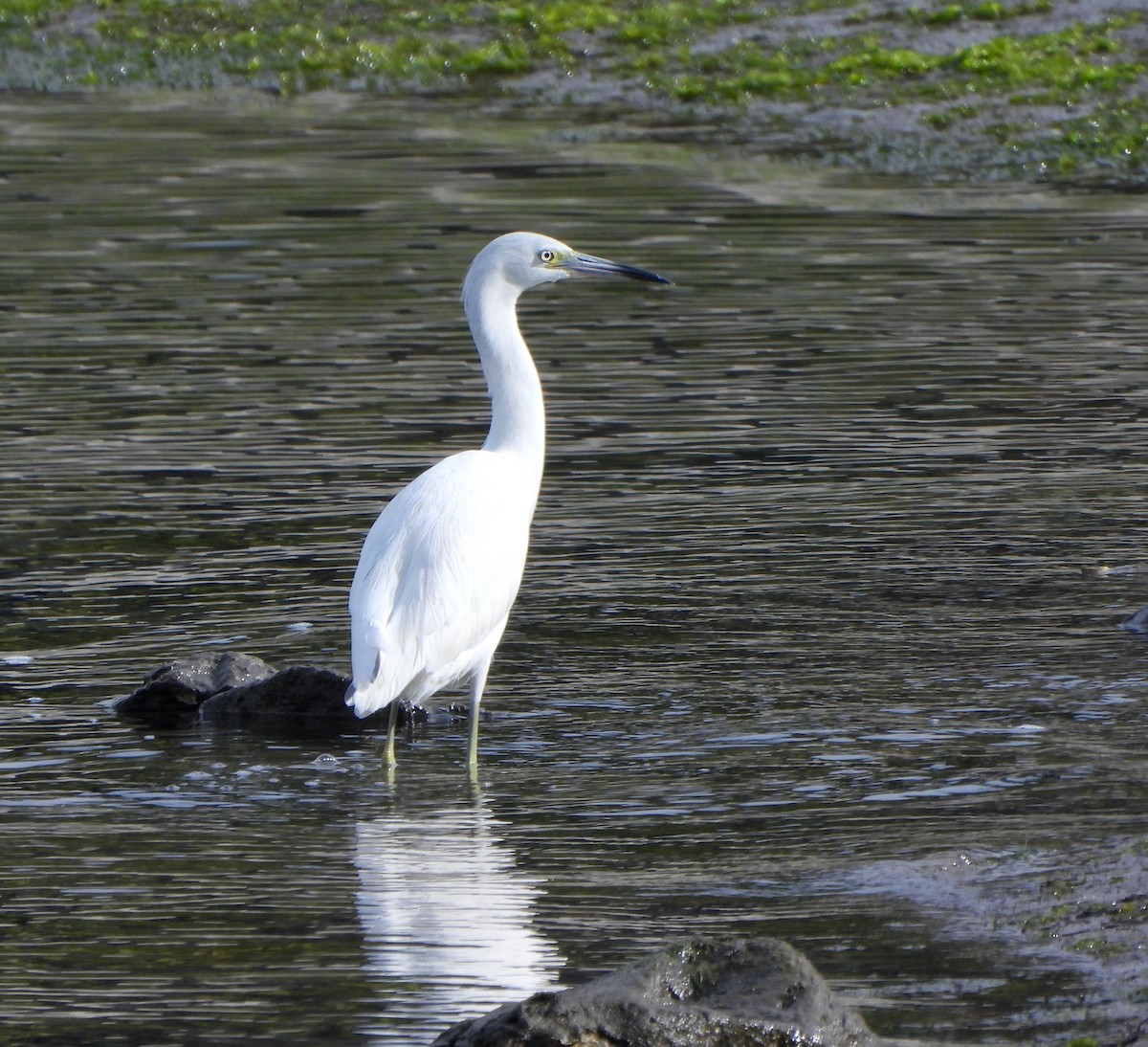 Koartzatxo urdina - ML645681454