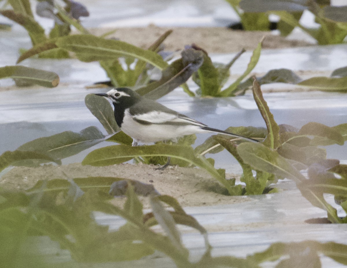 Lavandera Blanca - ML645681456