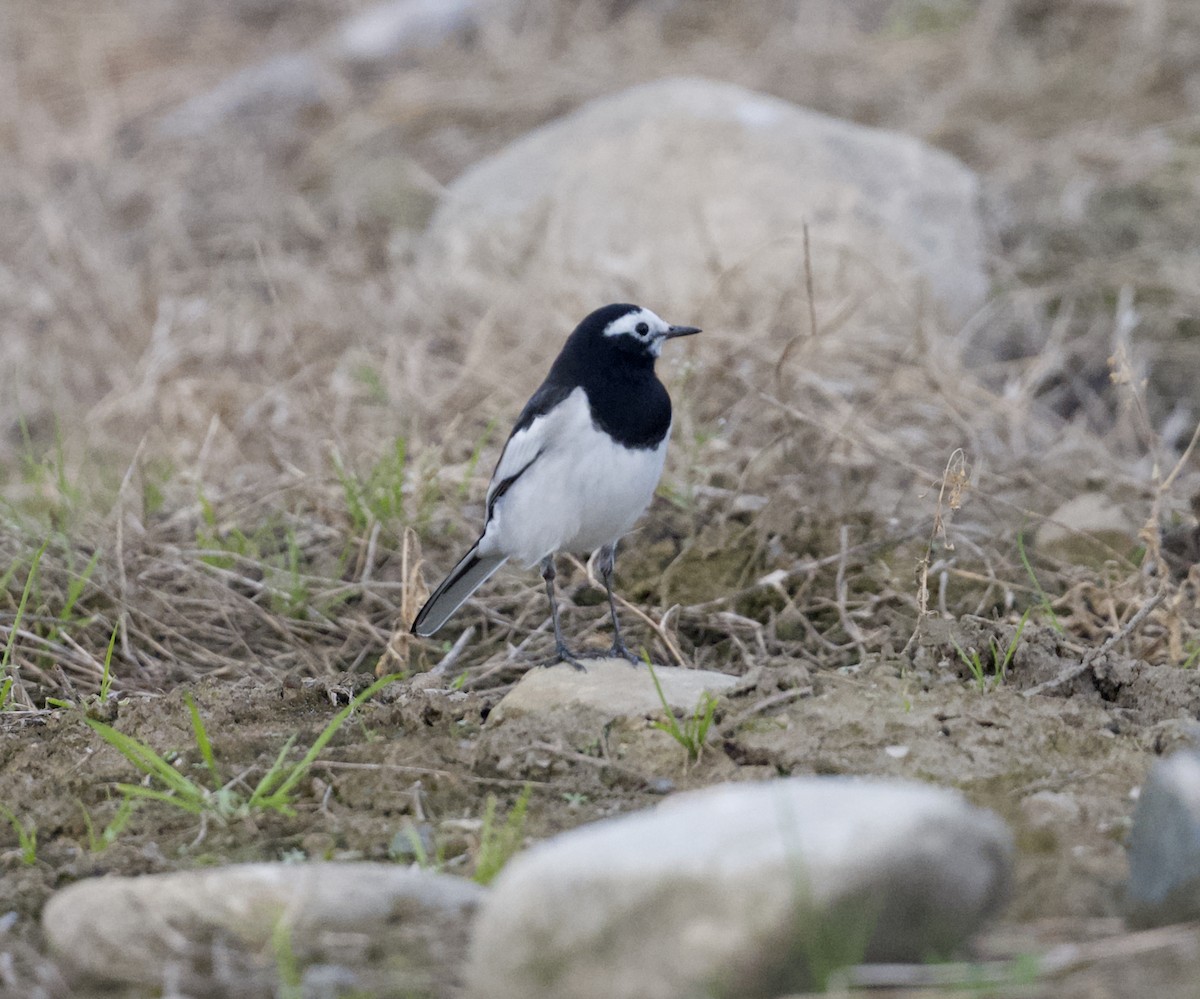 Lavandera Blanca - ML645681457