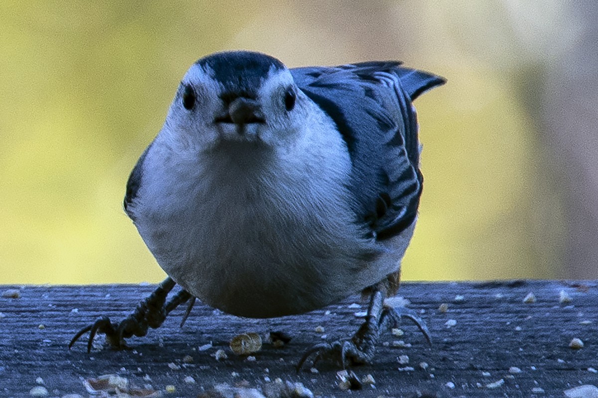 brhlík běloprsý - ML645681458