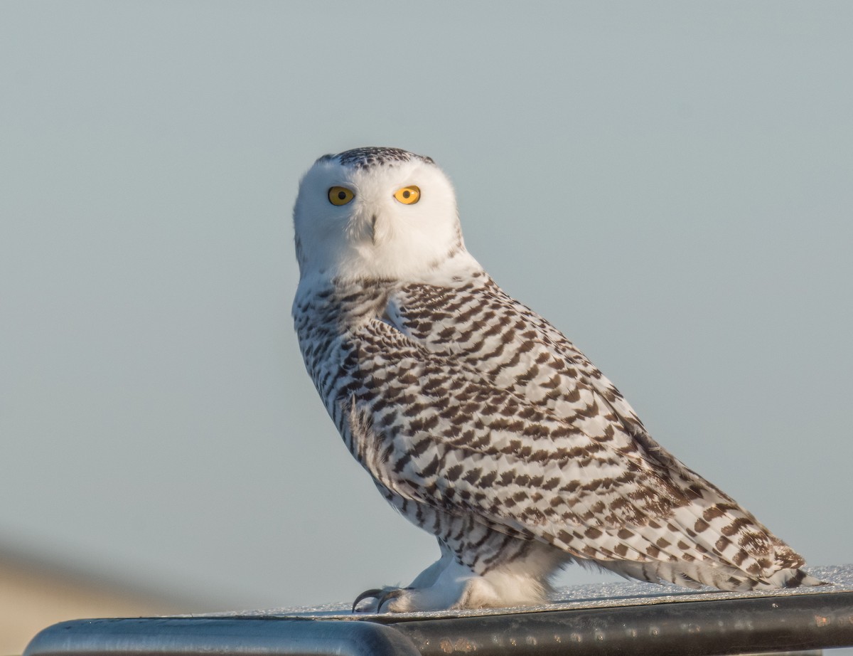 Snowy Owl - ML645681465