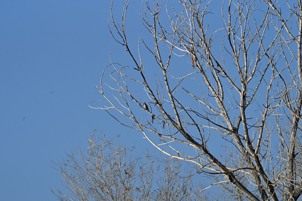 Altın Ağaçkakan [cafer grubu] - ML645681476