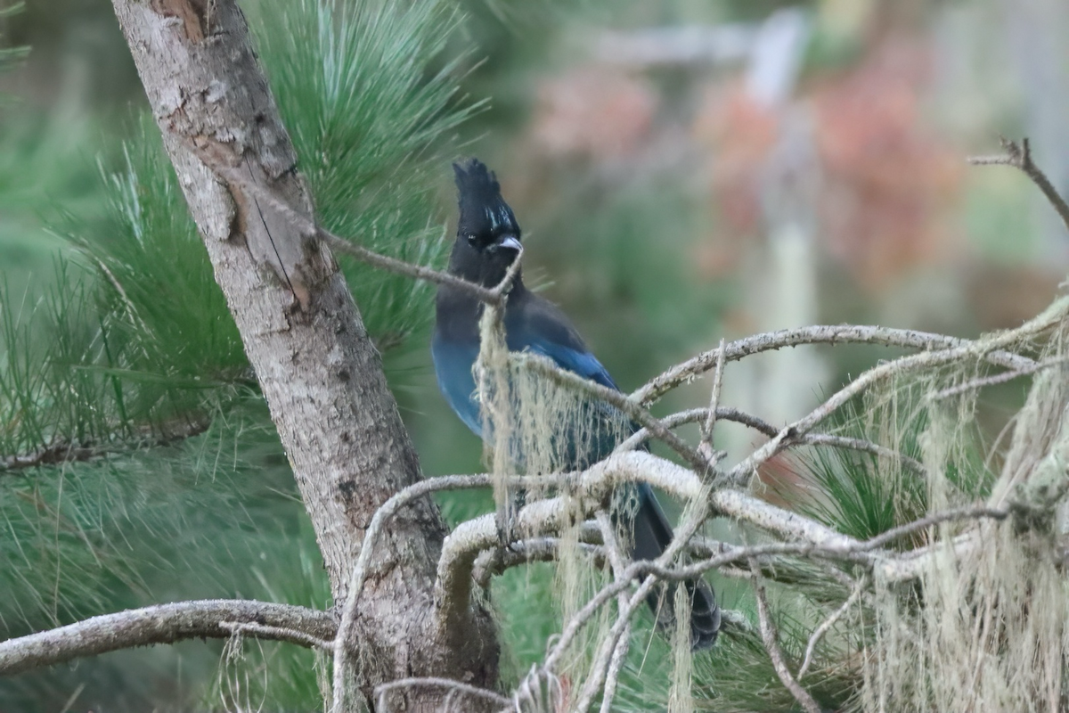 Steller's Jay - ML645681478