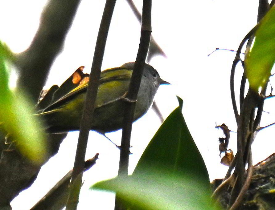 Mourning Warbler - ML645681487