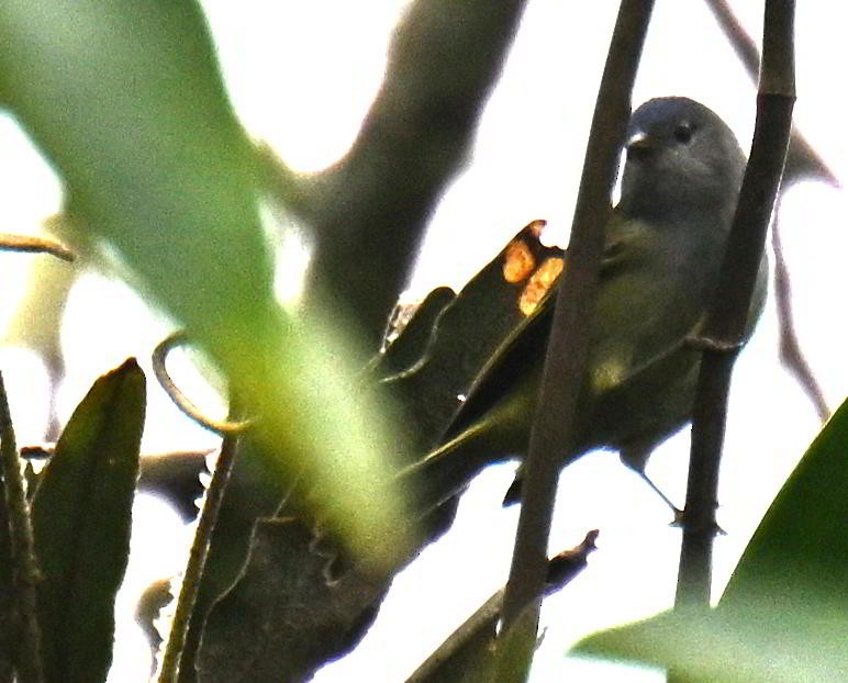 Mourning Warbler - ML645681488