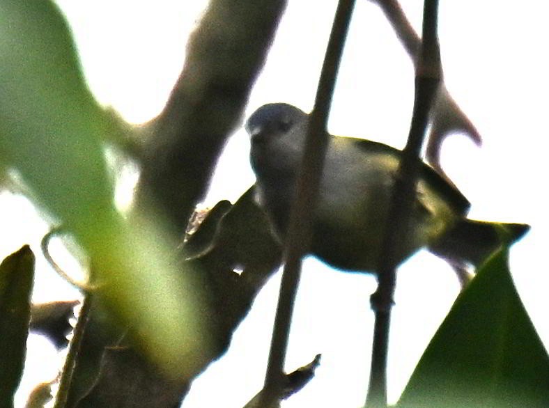 Mourning Warbler - ML645681489