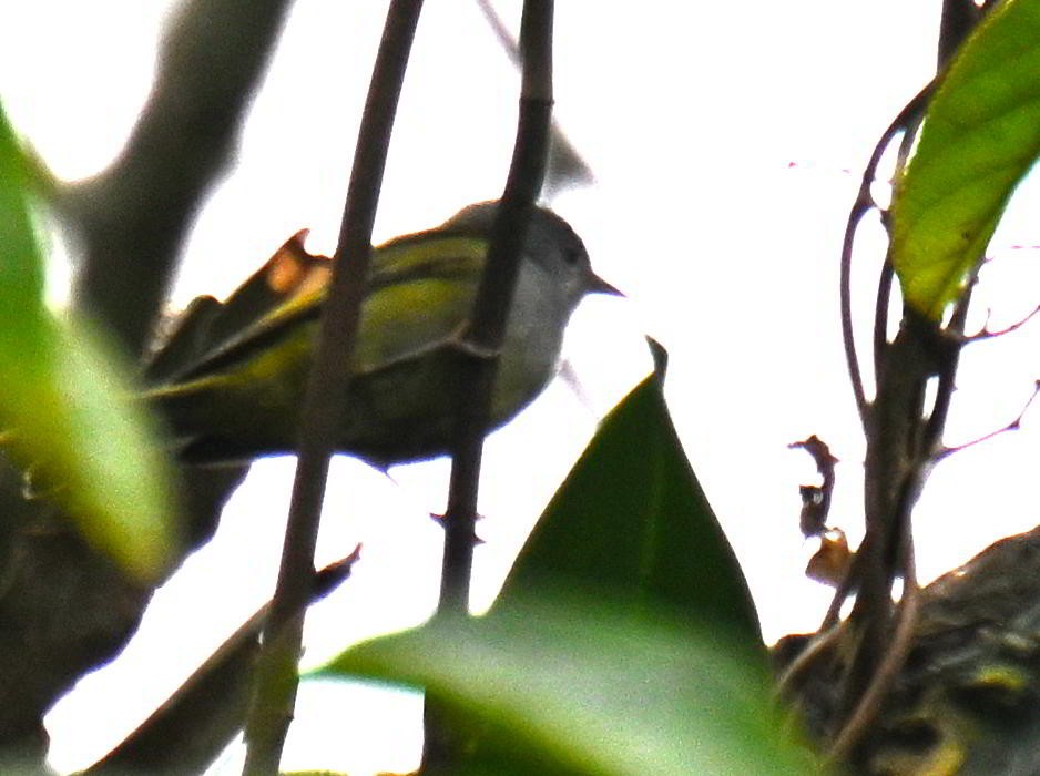 Mourning Warbler - ML645681490