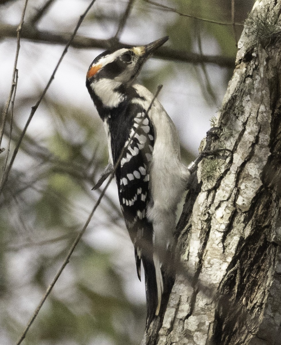Hairy Woodpecker - ML645681492