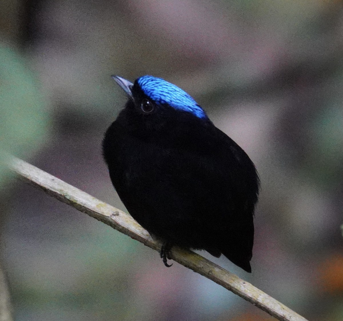 Velvety Manakin - ML645681496