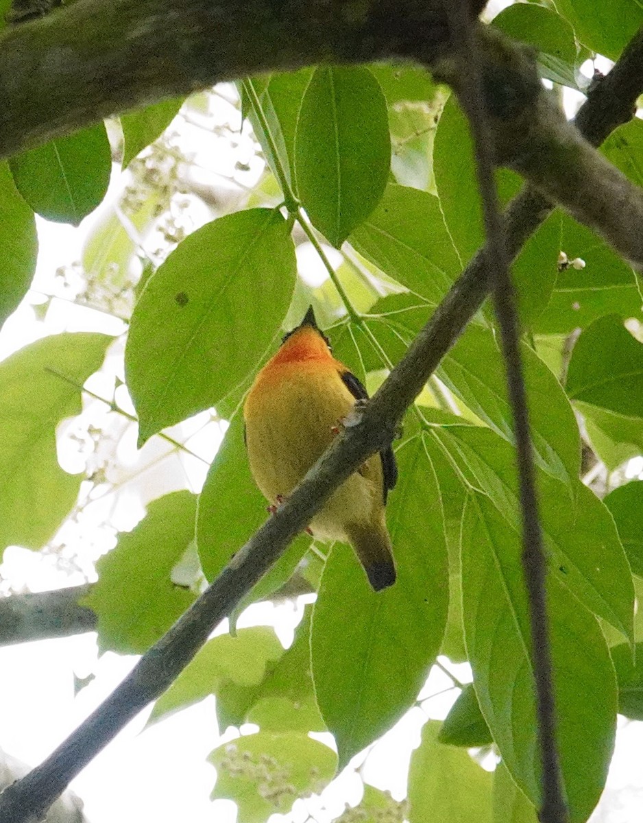Orange-collared Manakin - ML645681508