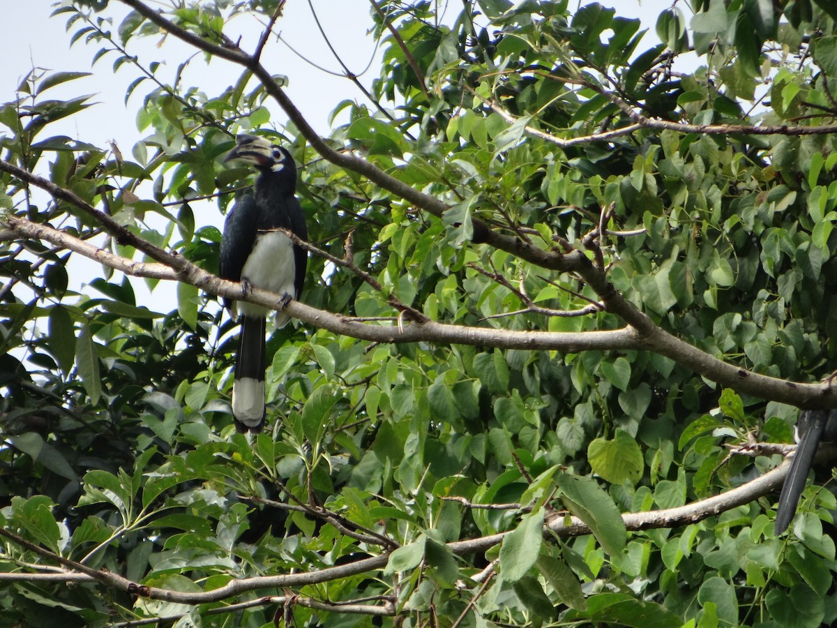 Oriental Pied-Hornbill - ML645681511