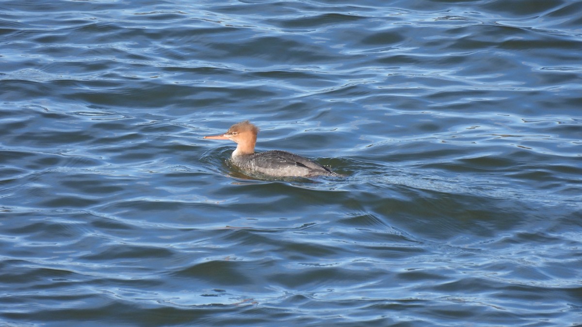 Red-breasted Merganser - ML645681517