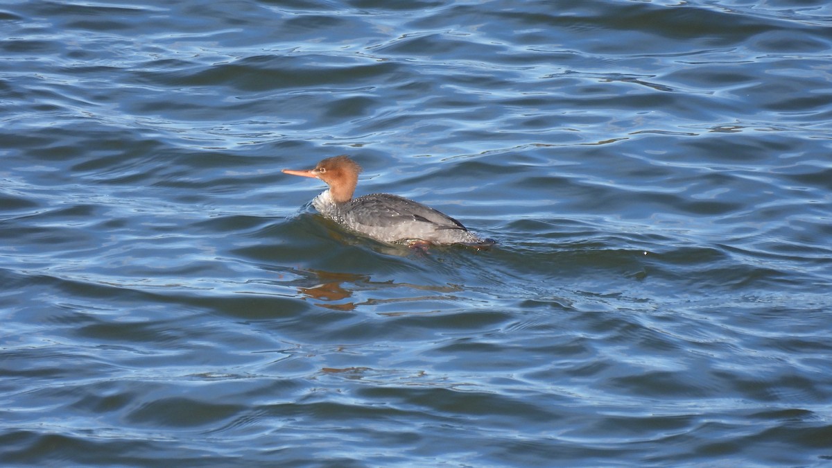 Red-breasted Merganser - ML645681518