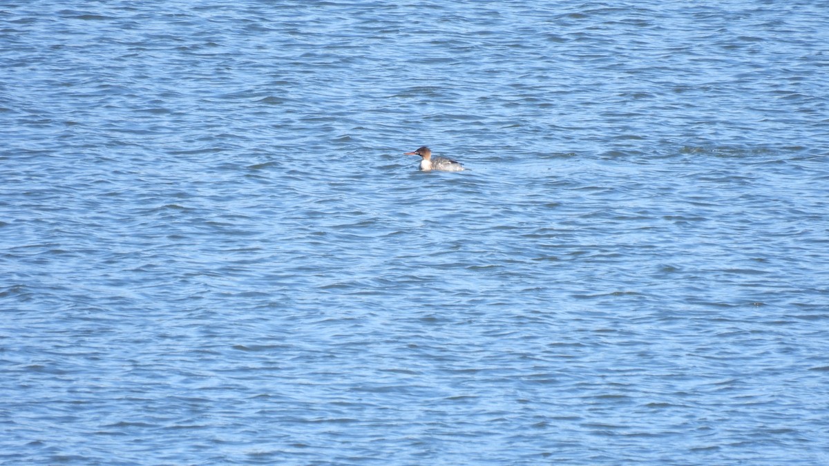 Red-breasted Merganser - ML645681519