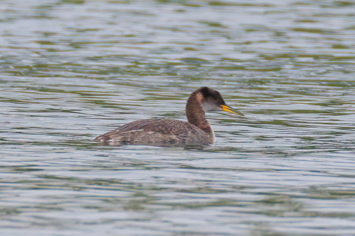 Murgil lepagorria - ML645681526