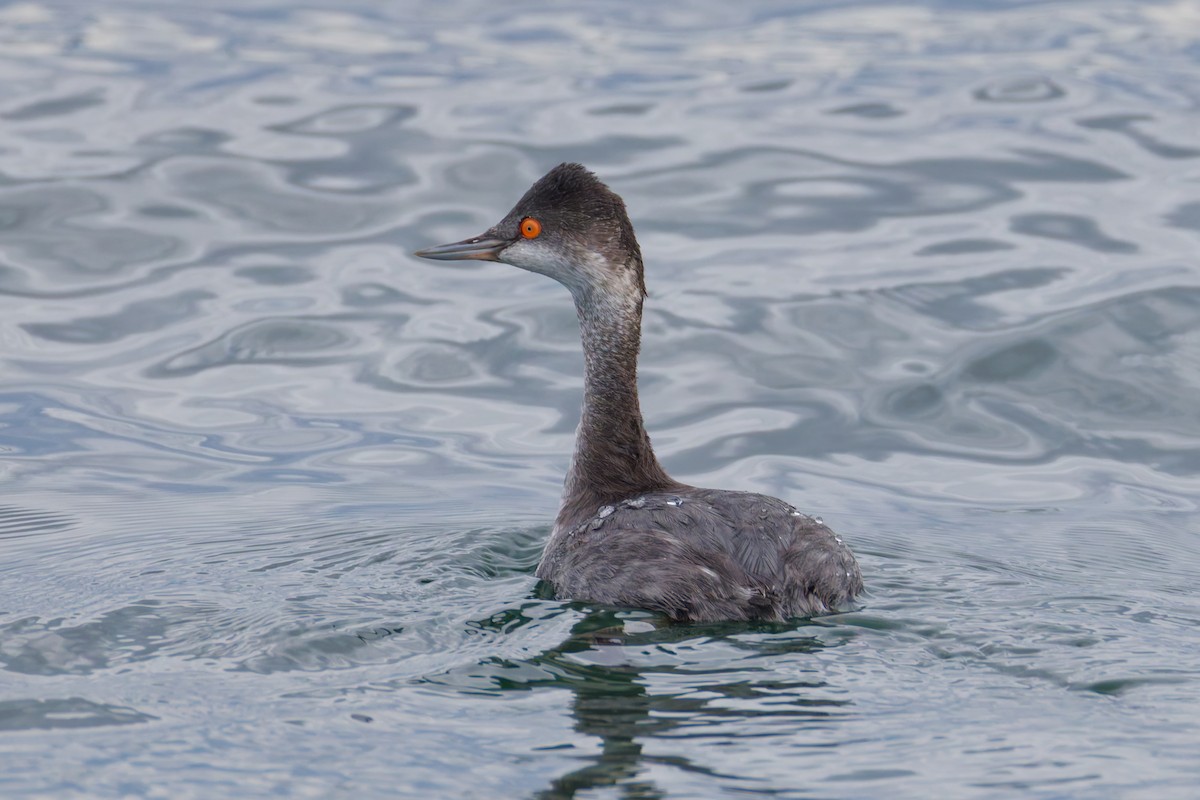 Txilinporta lepabeltza - ML645681530