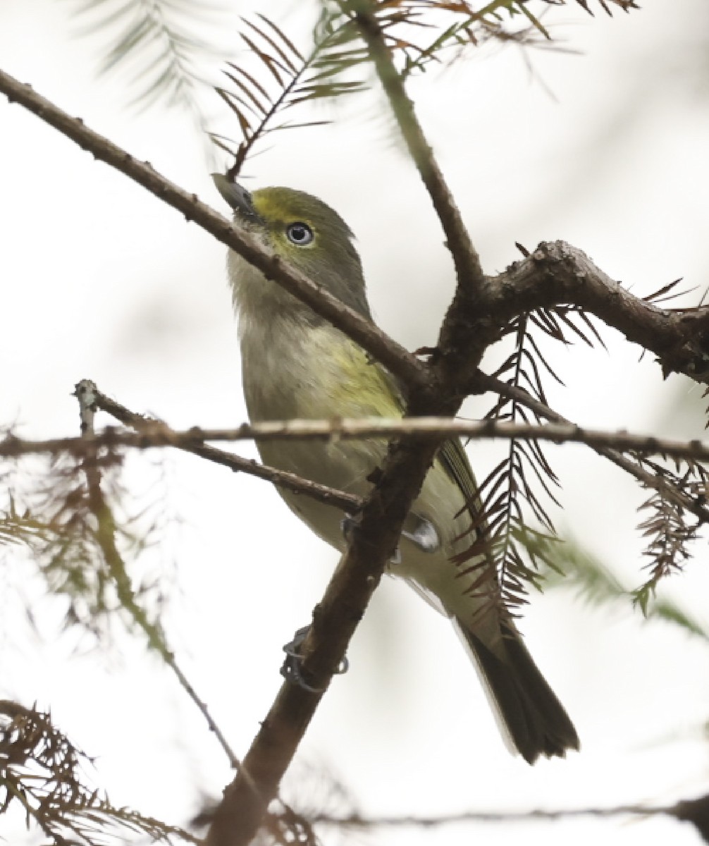 White-eyed Vireo - ML645681538