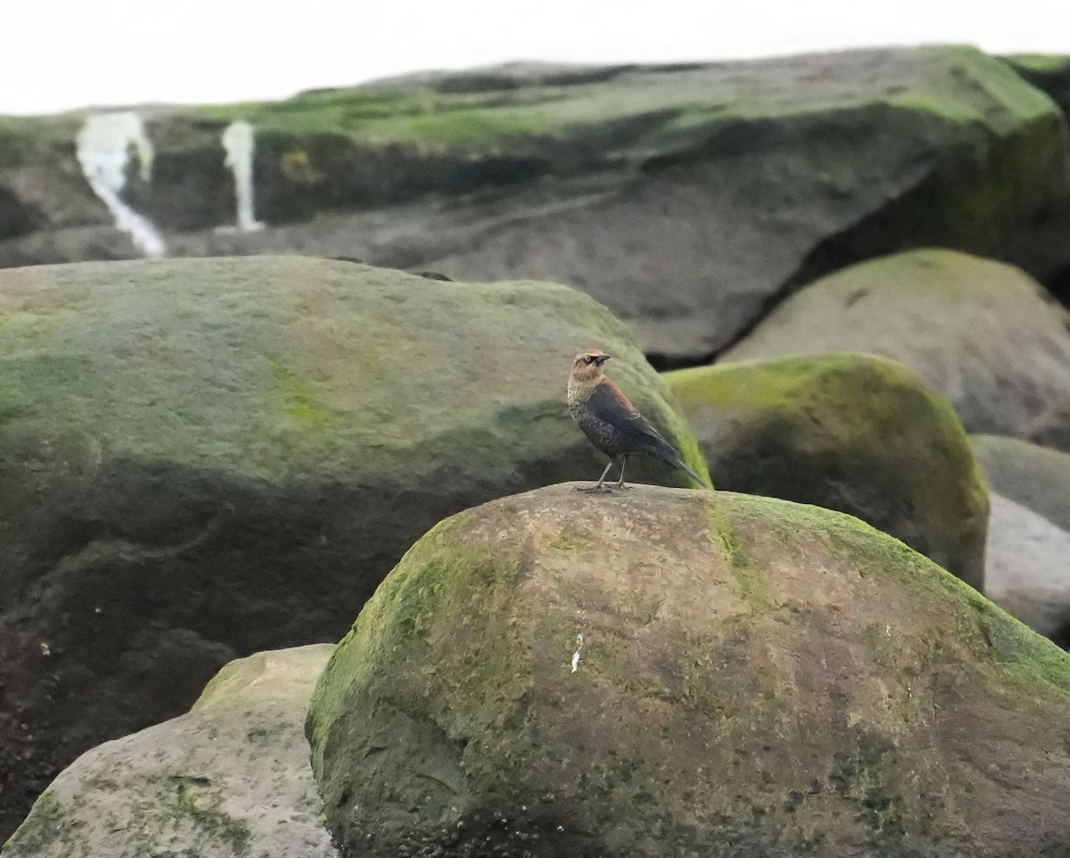 Rusty Blackbird - ML645681539