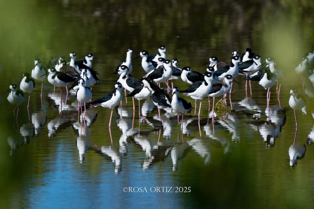 pisila černokrká - ML645681541