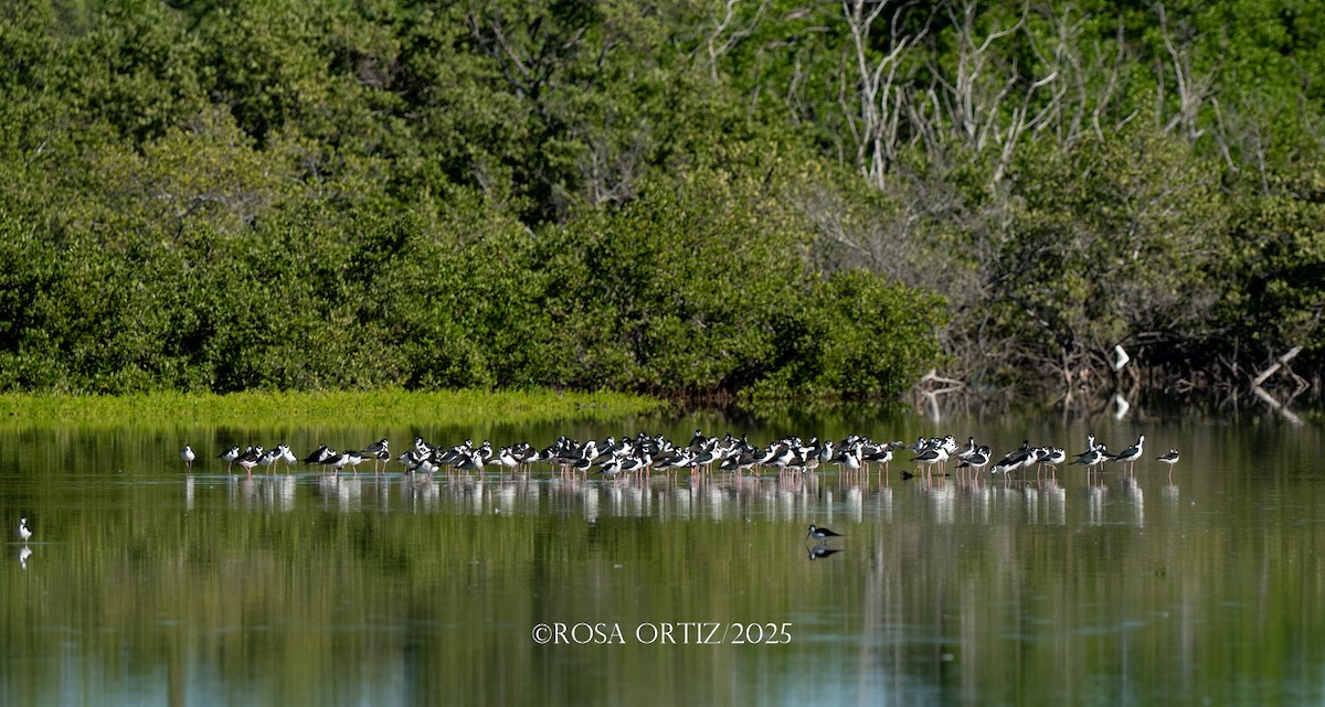 pisila černokrká - ML645681542