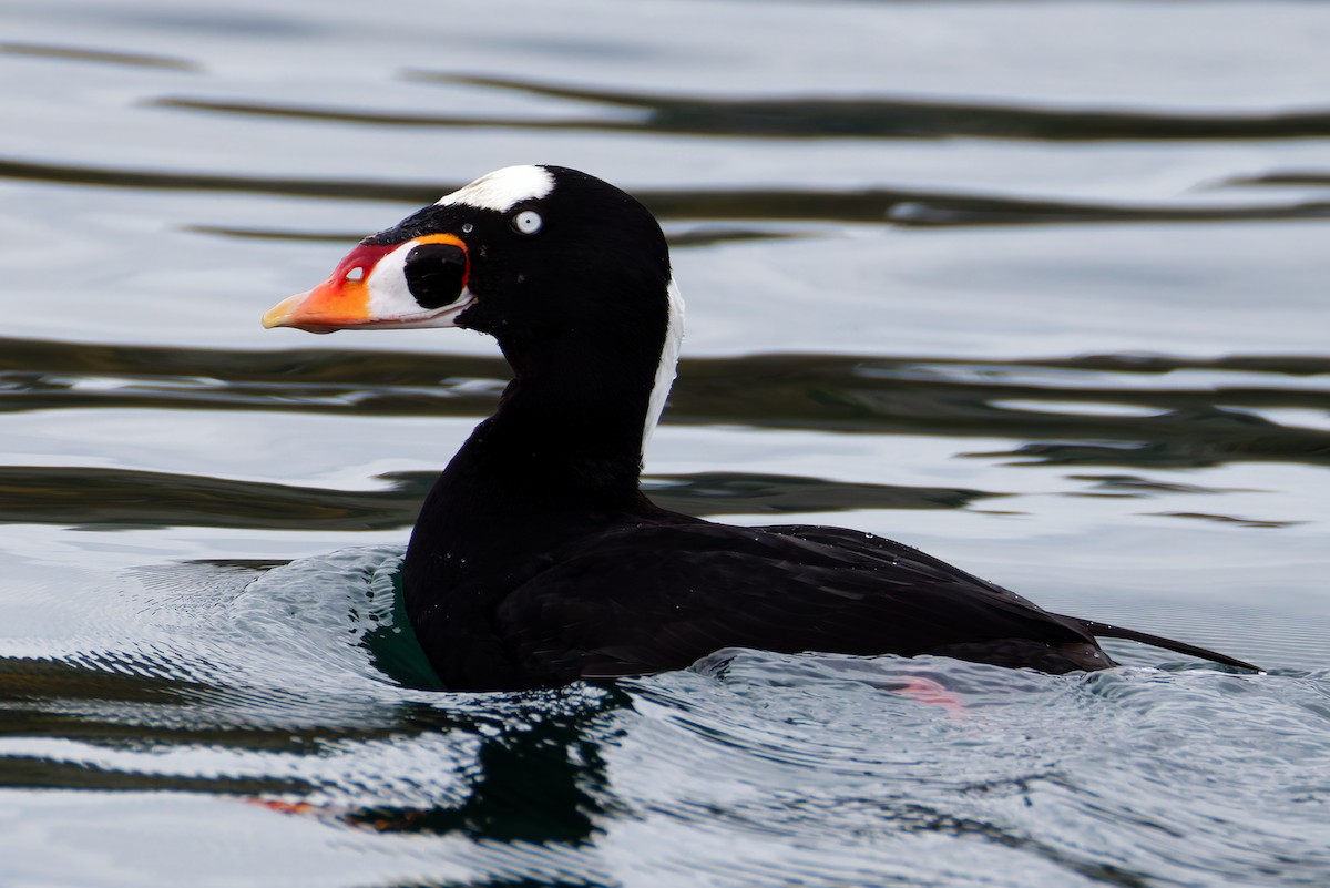 turpan pestrozobý - ML645681543