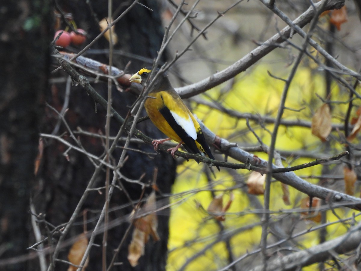 Evening Grosbeak - ML645681546