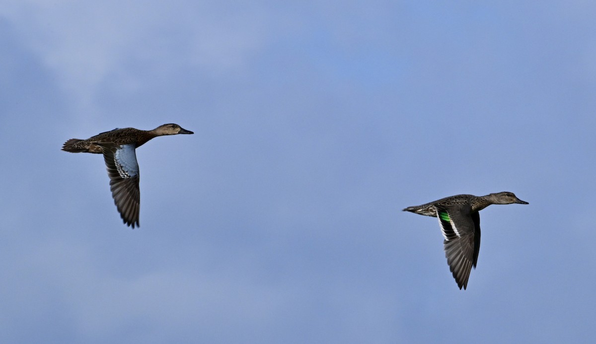 čírka obecná - ML645681549