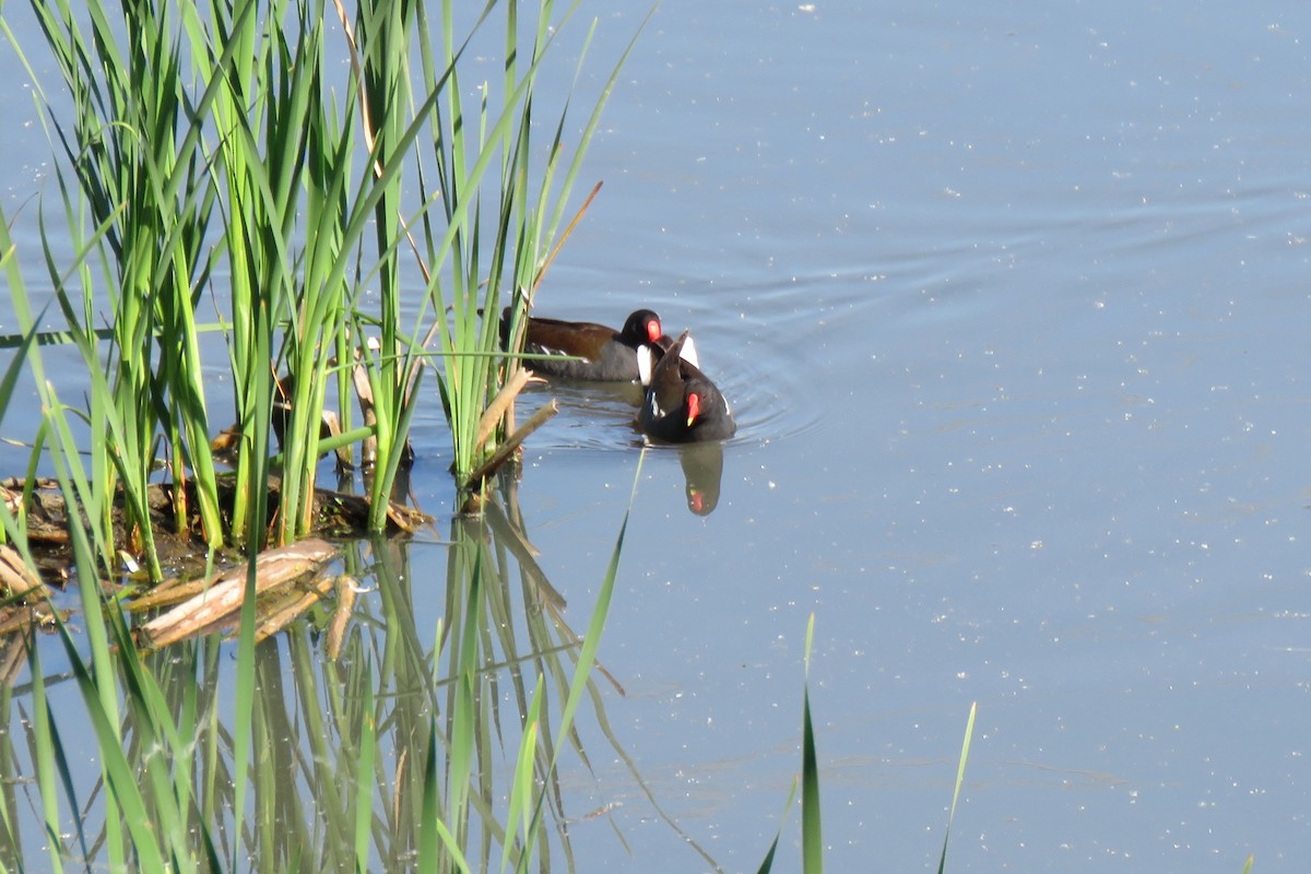 slípka zelenonohá - ML645681552