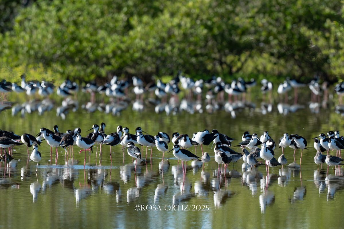 pisila černokrká - ML645681553