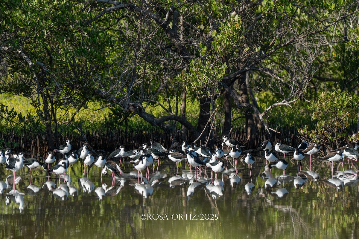 pisila černokrká - ML645681554