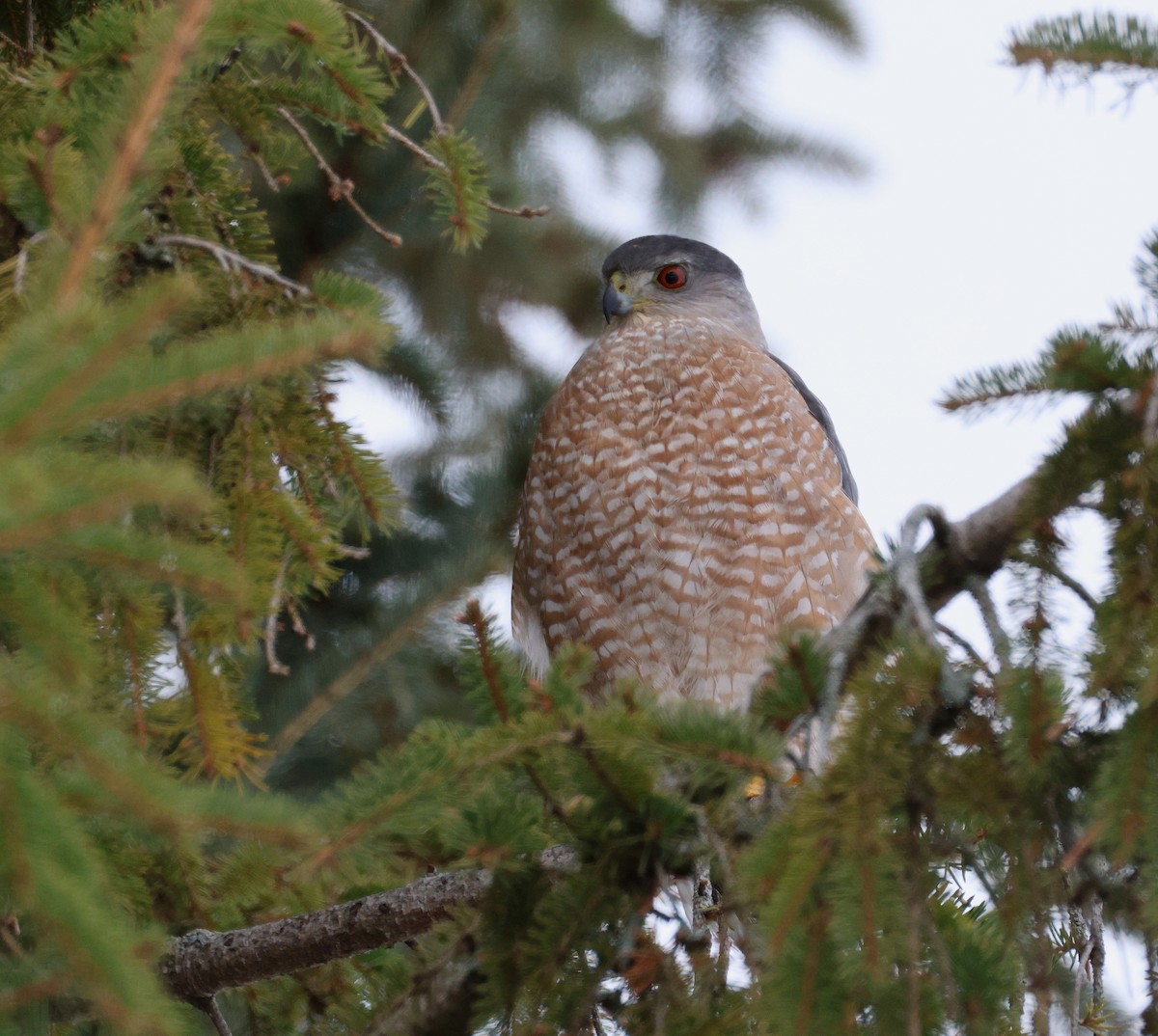 jestřáb americký - ML645681555