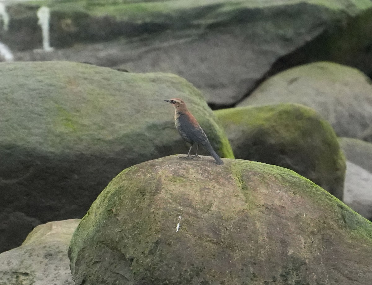 Rusty Blackbird - ML645681556
