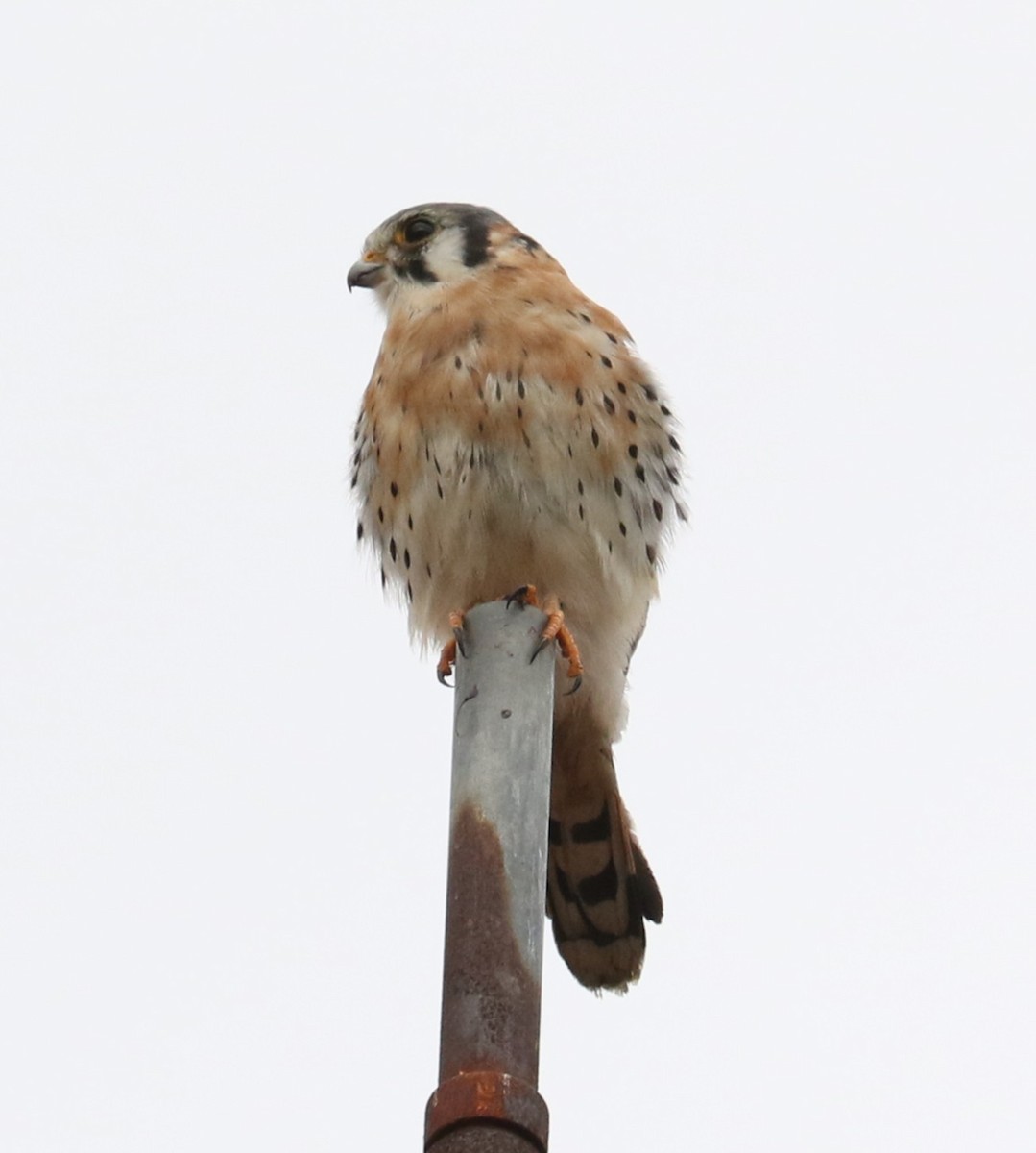 poštolka pestrá - ML645681557