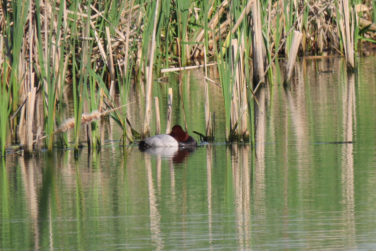 polák velký - ML645681558