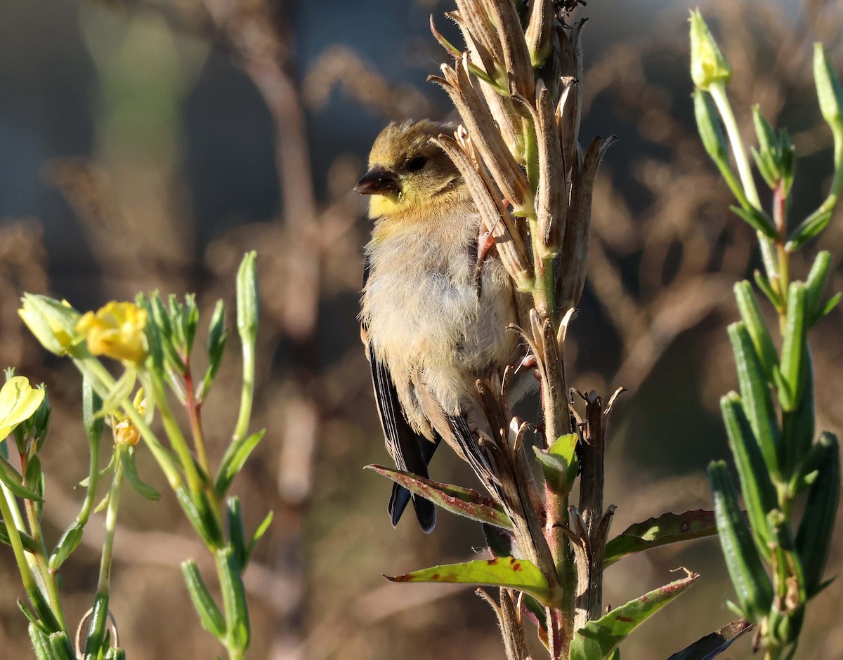 čížek žlutý - ML645681559
