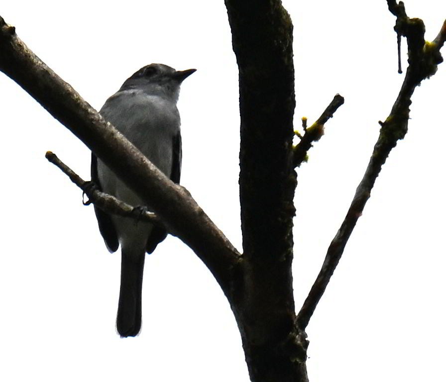 Western Wood-Pewee - ML645681560