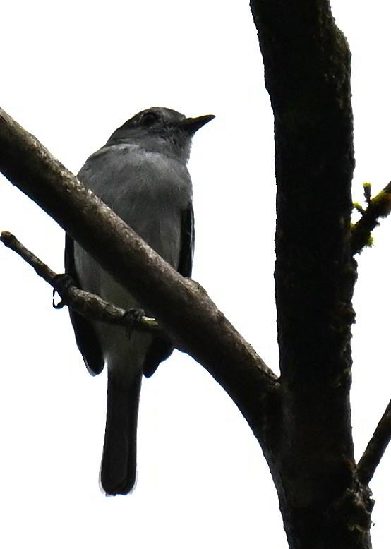 Western Wood-Pewee - ML645681562