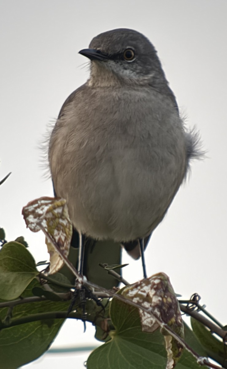 drozdec mnohohlasý - ML645681564