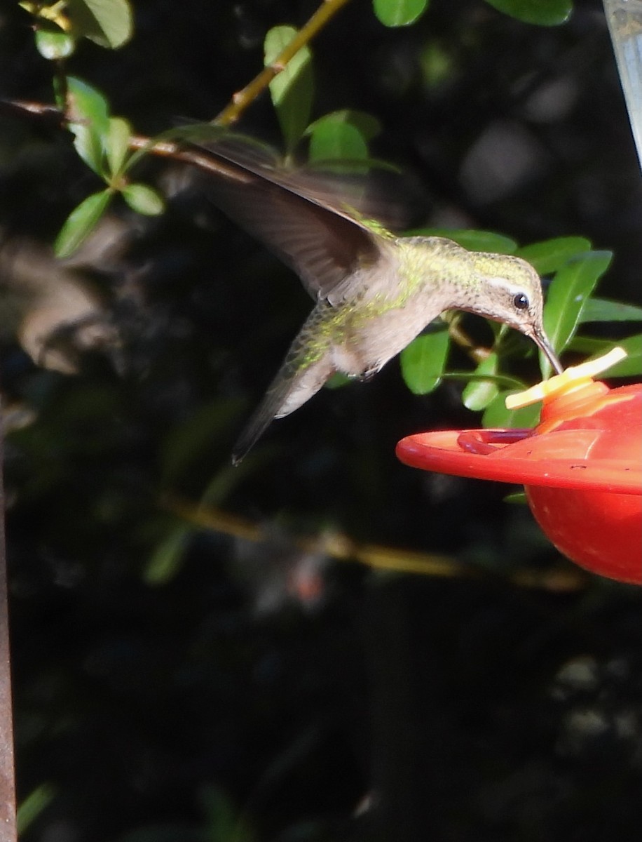 kolibříkovití sp. - ML645681565