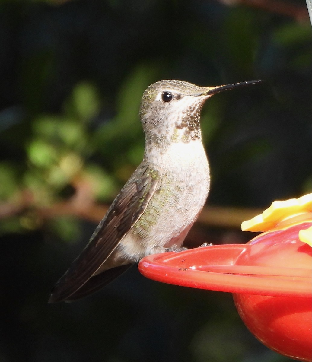 kolibříkovití sp. - ML645681566