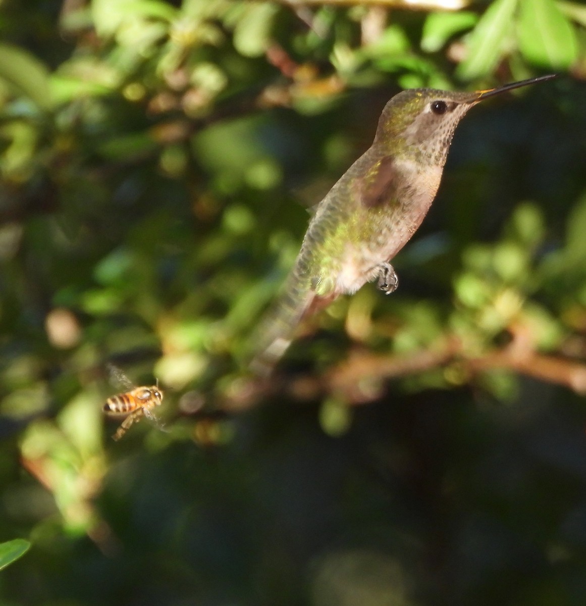 kolibříkovití sp. - ML645681567