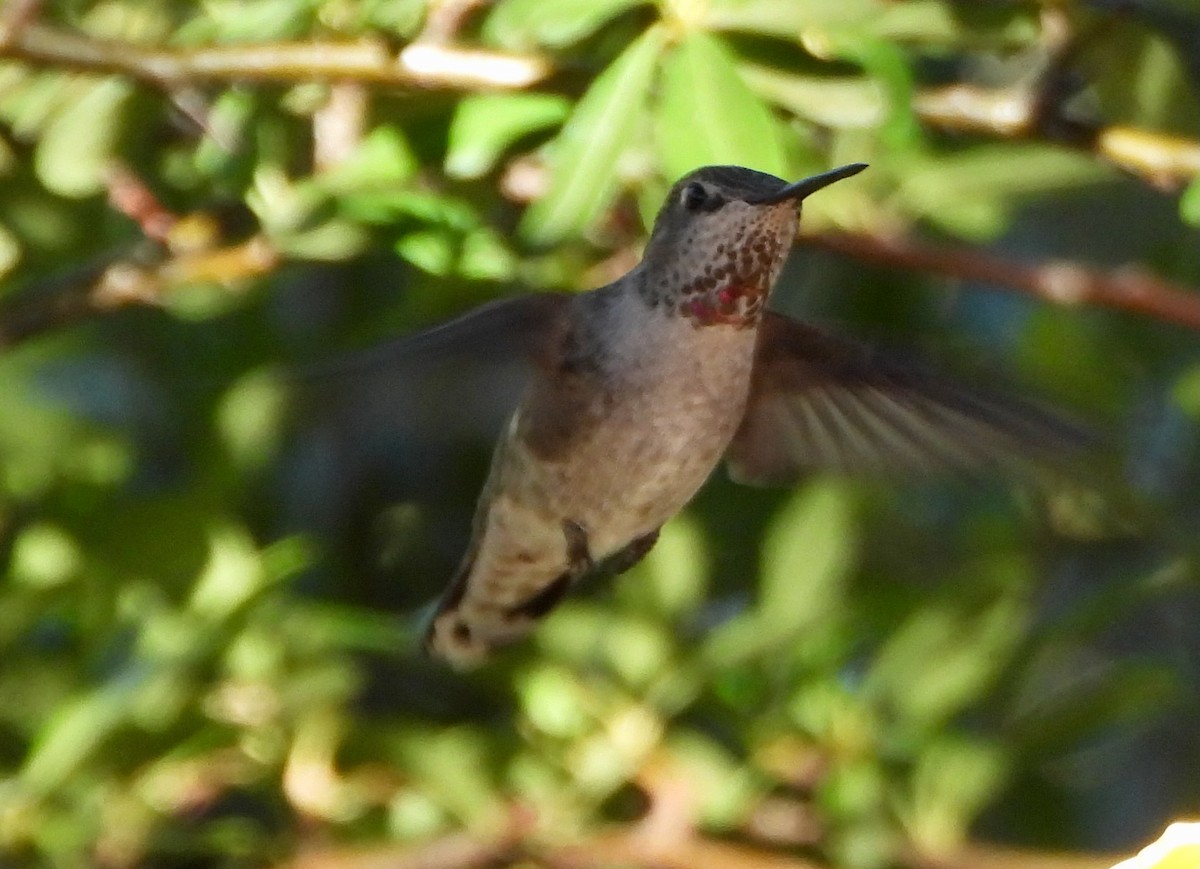 kolibříkovití sp. - ML645681568