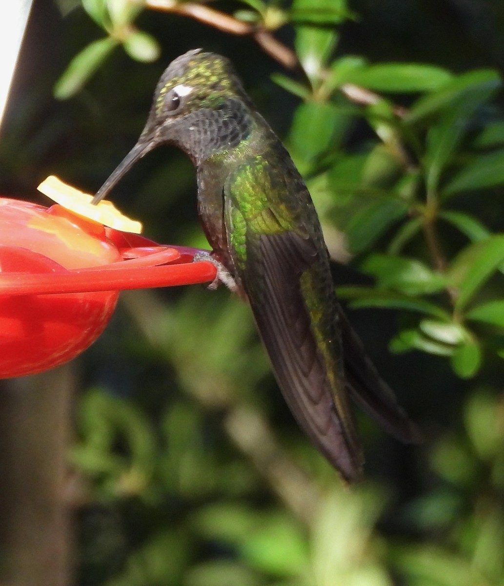 kolibříkovití sp. - ML645681569