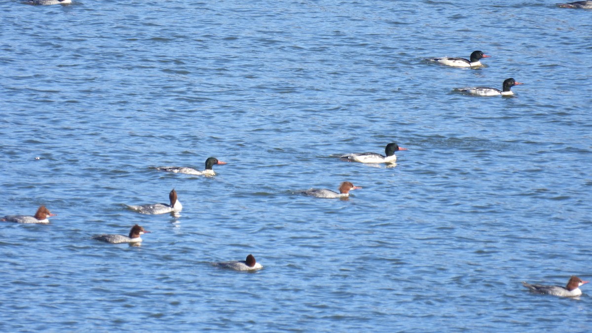 Common Merganser - ML645681574