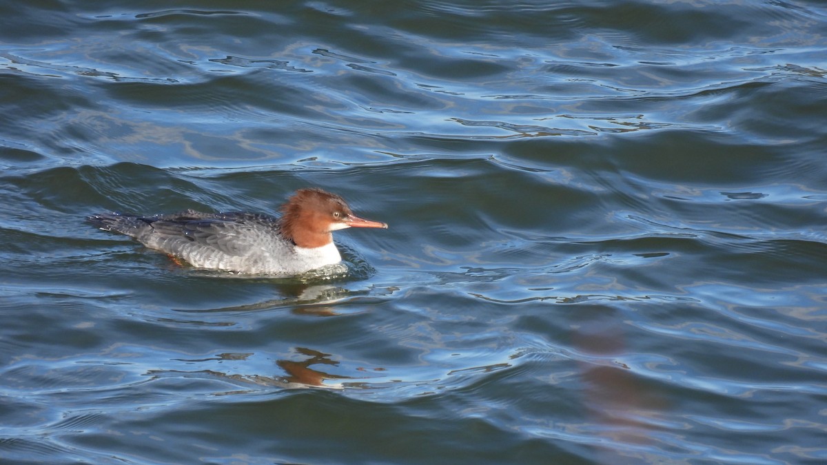 Common Merganser - ML645681575