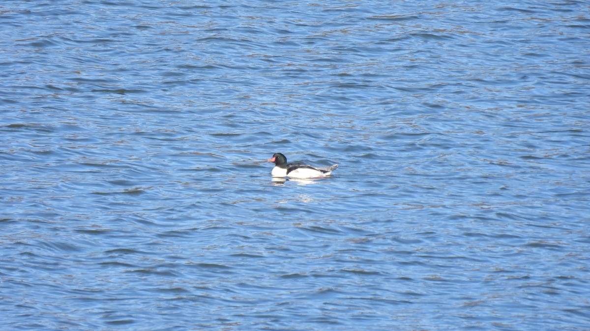 Common Merganser - ML645681576