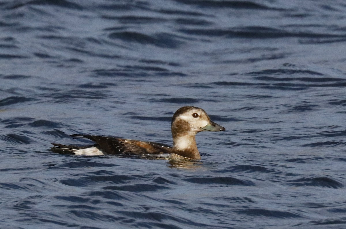 Long-tailed Duck - ML645681577