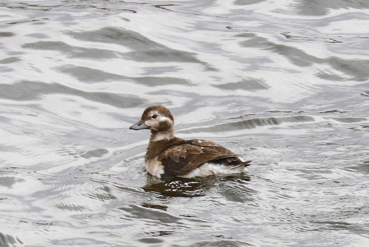 Long-tailed Duck - ML645681599